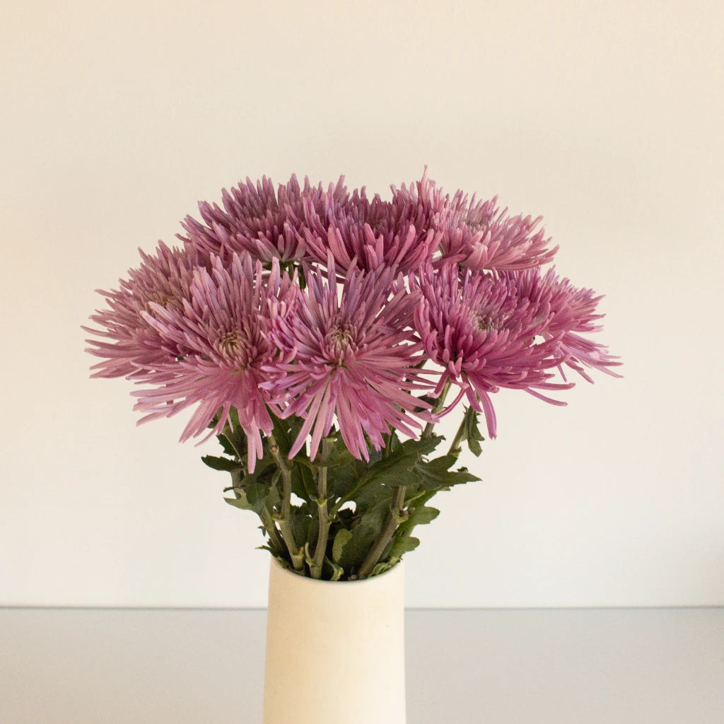 Anastasia Pink Millennial Spider Mum Flowers - Fresh Cut Flowers for Weddings, Home Decor & Floral Arrangements