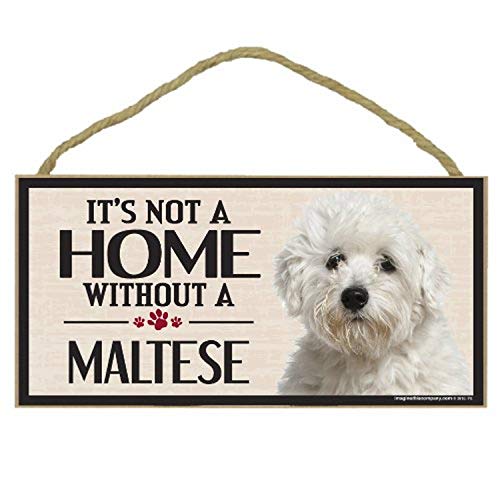 Maltese