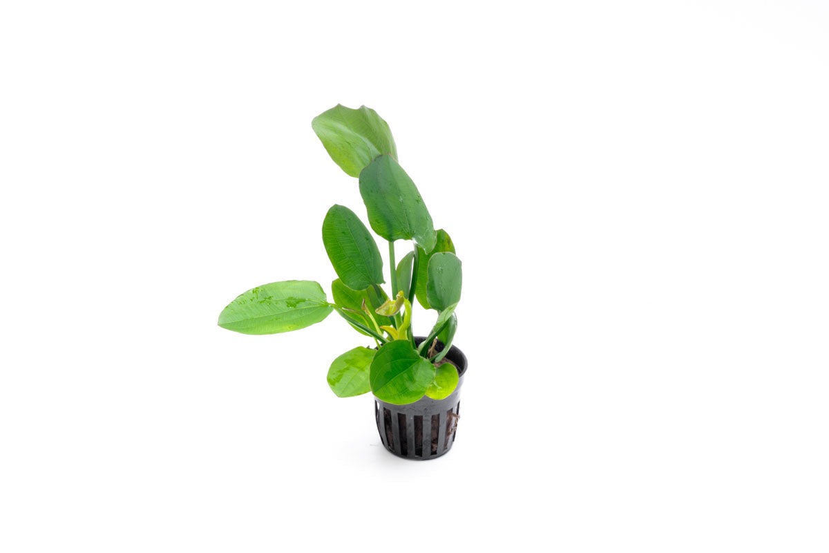 Echinodorus Horizontalis Live Aquarium Plant - Easy Care Freshwater Aquatic Plant for Fish Tanks & Aquascaping | Perfect for Beginners & Planted Aquariums