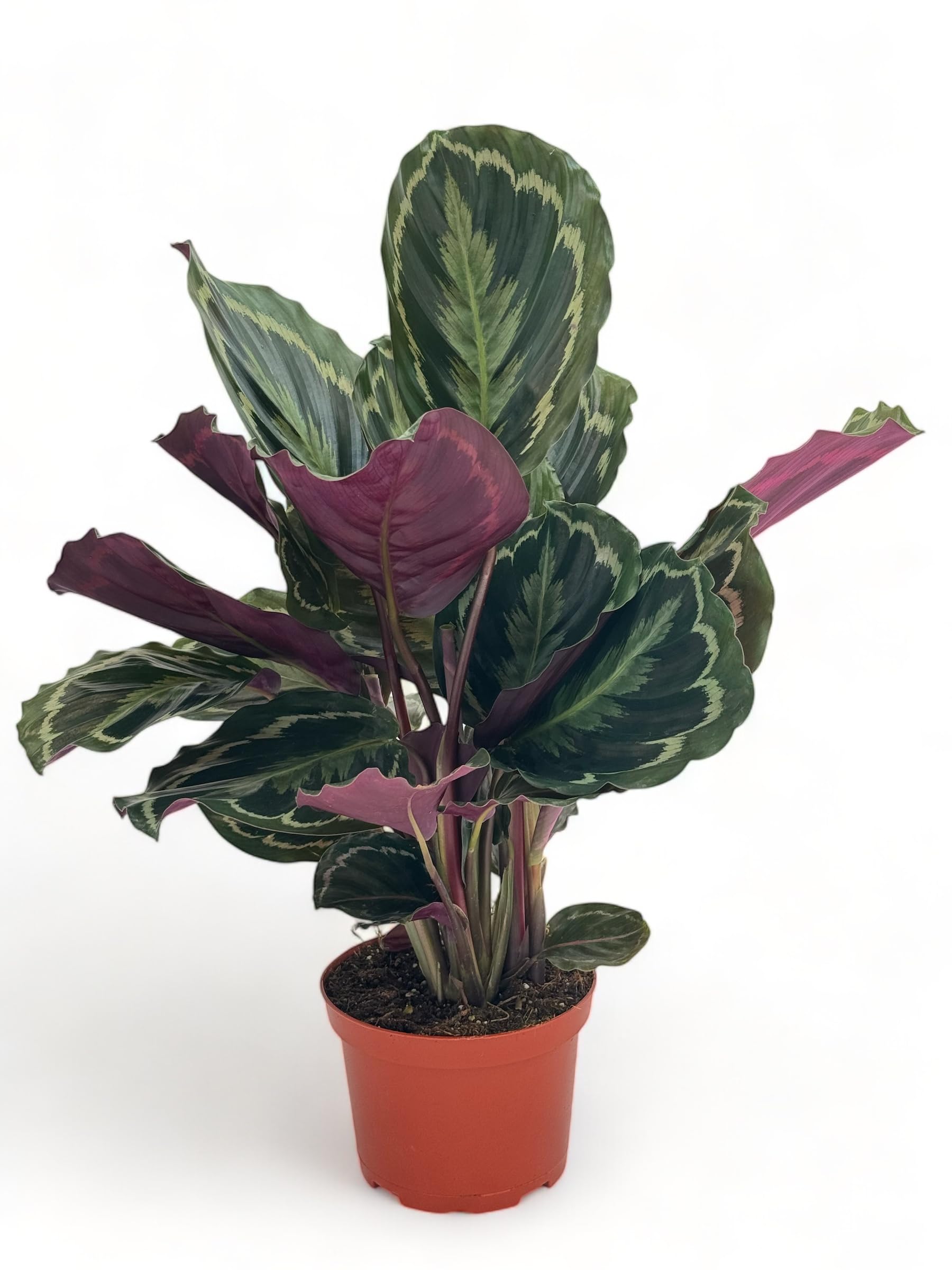 Rattlesnake Calathea Live Indoor Plant - Air Purifying Houseplant with Colorful Leaves, Ideal for Home & Office Decor - Easy Care Prayer Plant (Calathea Lancifolia) | Perfect for Living Rooms, Bedrooms & Workspaces