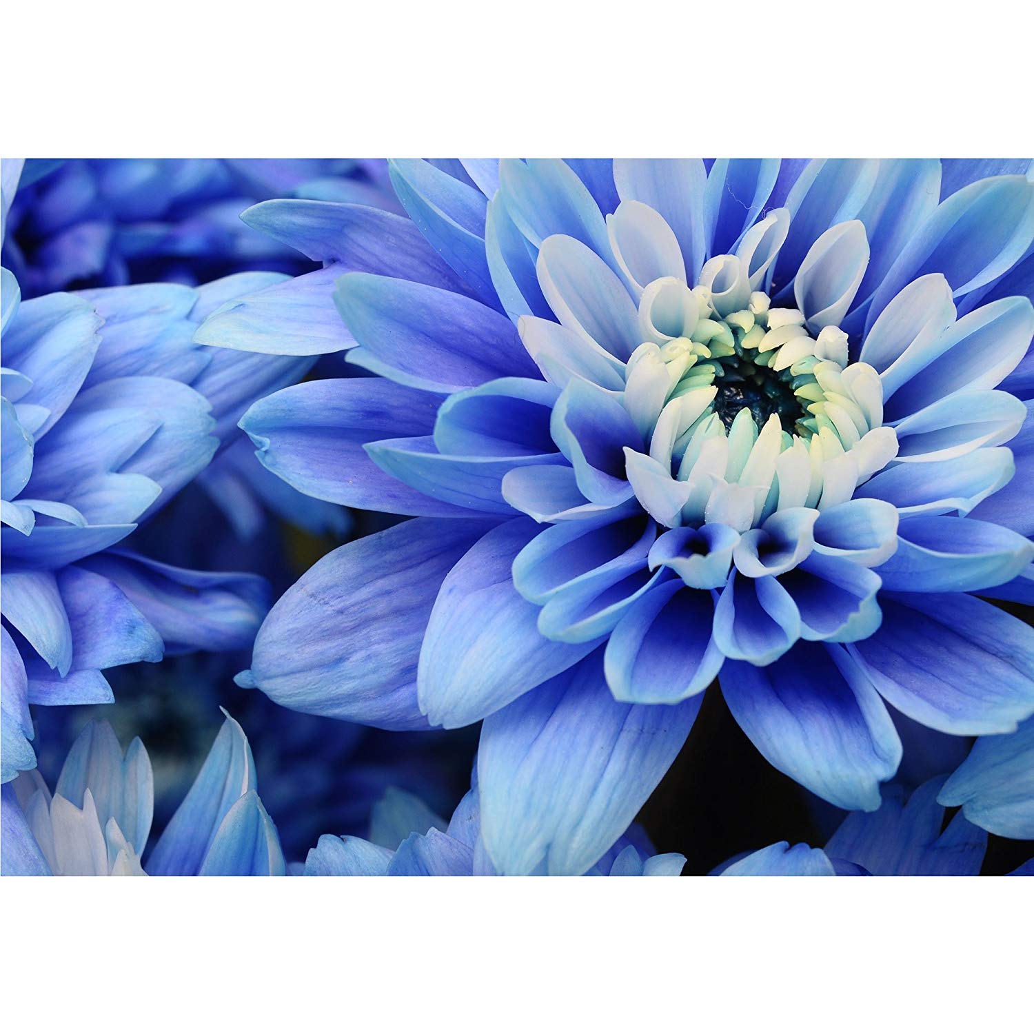 Blue Petals & White Heart Flower Wall Mural - Self-Adhesive Removable Wallpaper (100x144 inches) - Perfect for Living Room, Bedroom, or Office Decor | Wall26