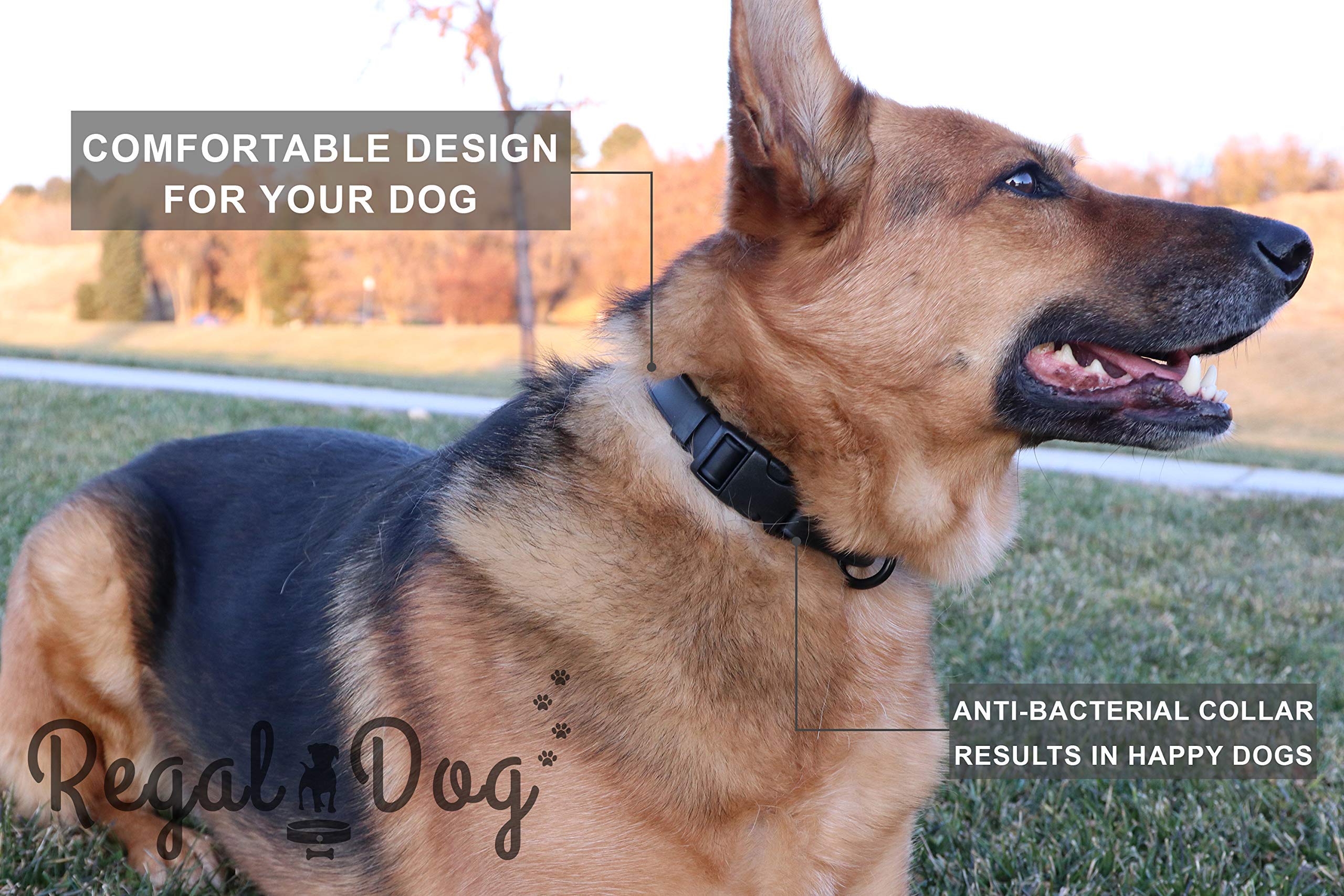 Regal Dog Products Small Teal Waterproof Dog Collar - Adjustable, High Strength Buckle & Heavy Duty Ring - Training Collar for Small Dogs & Puppies - Perfect for Outdoor Adventures, Walks & Water Activities