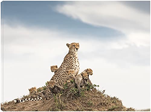 Cheetah Outlook
