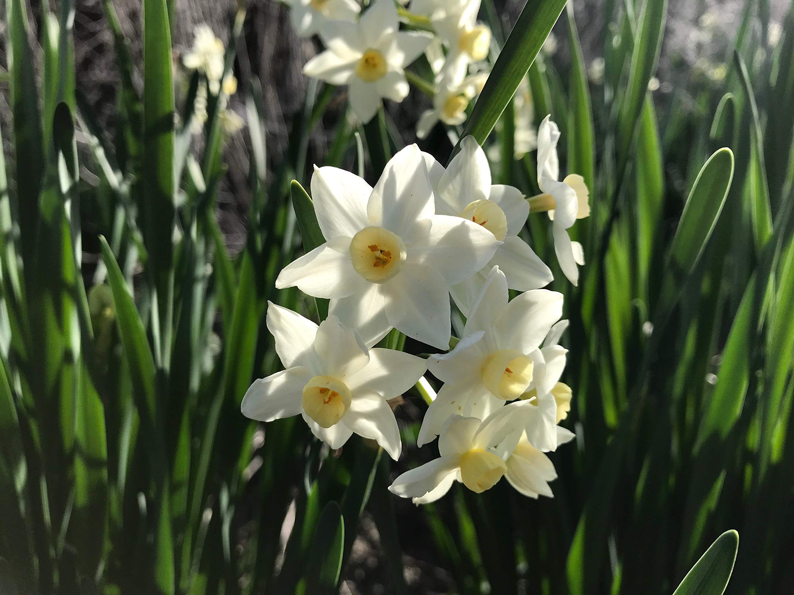 100 Perennial Spring Bulbs - Wintersun Paperwhite Narcissus Bulbs for Garden Planting | Indoor & Outdoor Flowering Plants for Home Decor, Landscaping, and Gift Giving