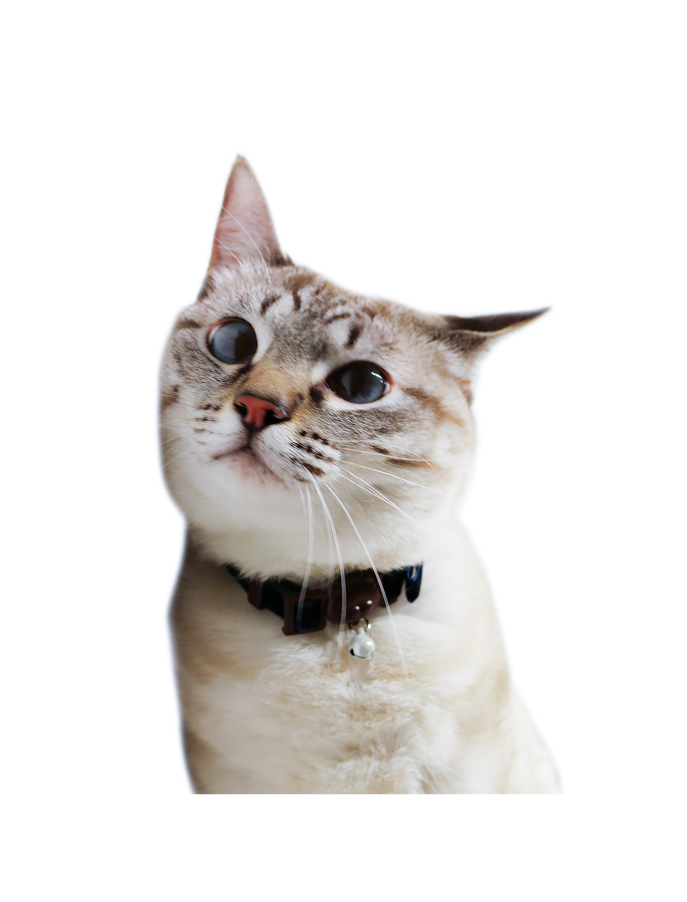 Stylish Velvet Cat Collar for Small & Medium Cats - Soft Adjustable Kitten Collar with Bell - Perfect for Indoor & Outdoor Use, Gifts for Cat Lovers (Blue)
