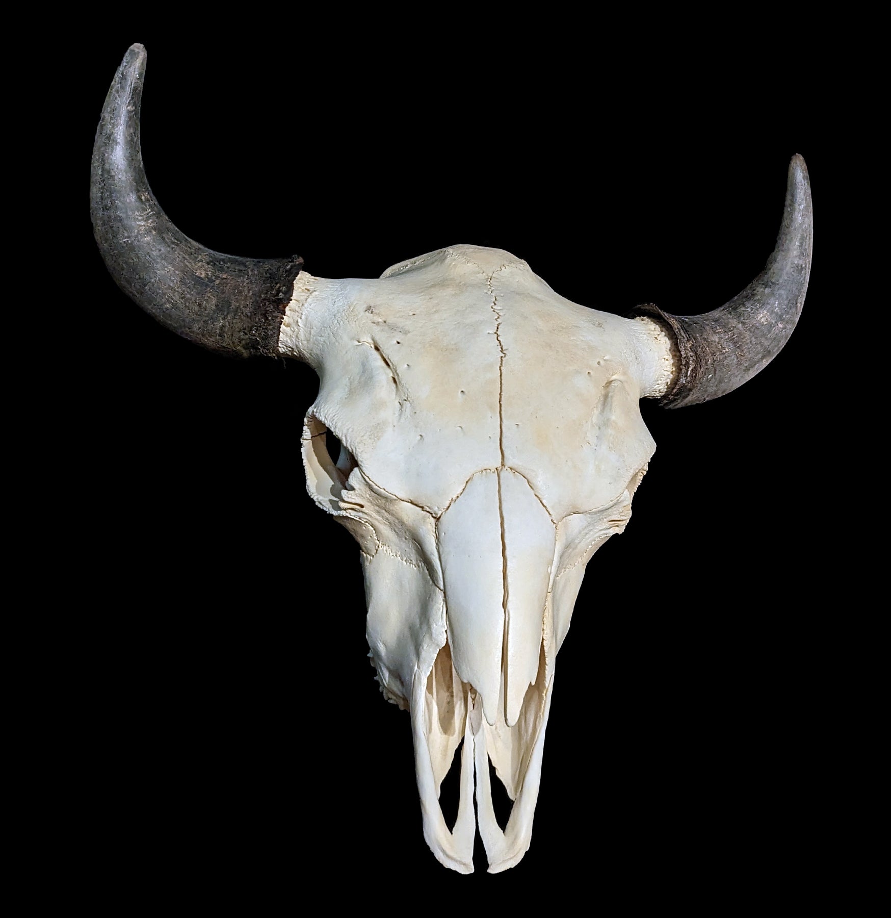 Authentic Bison Skull - Natural Decor for Western & Rustic Home, Cabin, or Hunting Lodge | Perfect for Wall Mount, Taxidermy, and Wild West Themed Interiors