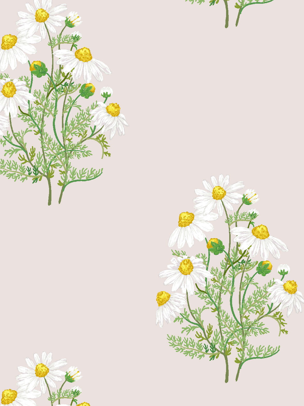Sarah Jessica Parker Fleur De Camomille Wallpaper - Elegant Floral Peel & Stick Wallpaper for Bedroom, Living Room & Nursery Decor