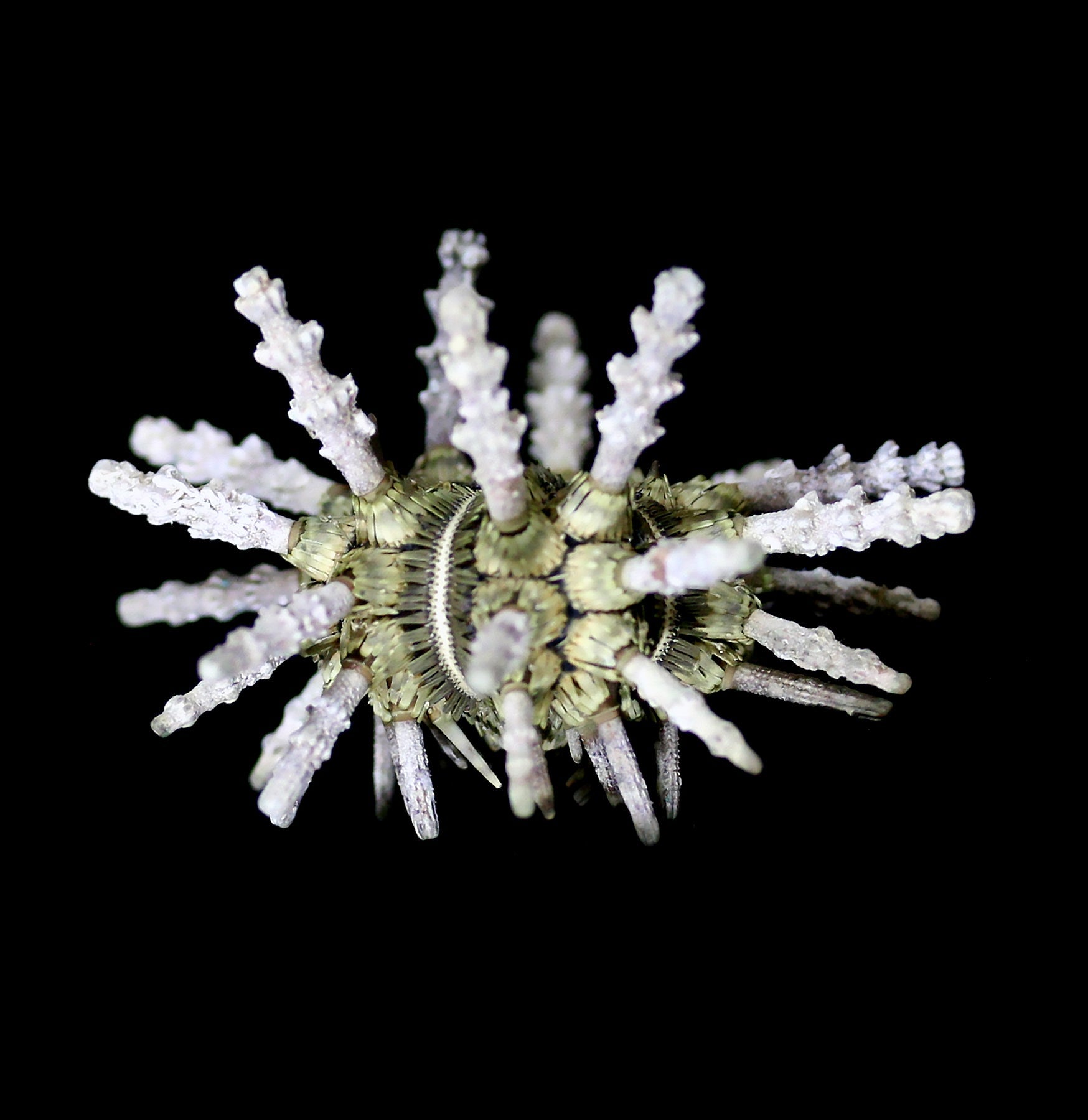 Sputnik Sea Urchin - Unique Home Decor & Ocean-Themed Gift for Beach House, Aquarium & Coastal Living Room Decor