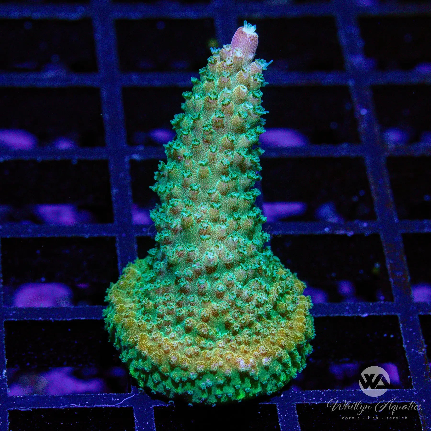 B15 WA Grape Aid Acro Coral - Premium WYSIWYG Live Coral for Saltwater Aquariums | Perfect for Reef Tanks, Coral Propagation, and Marine Aquascaping