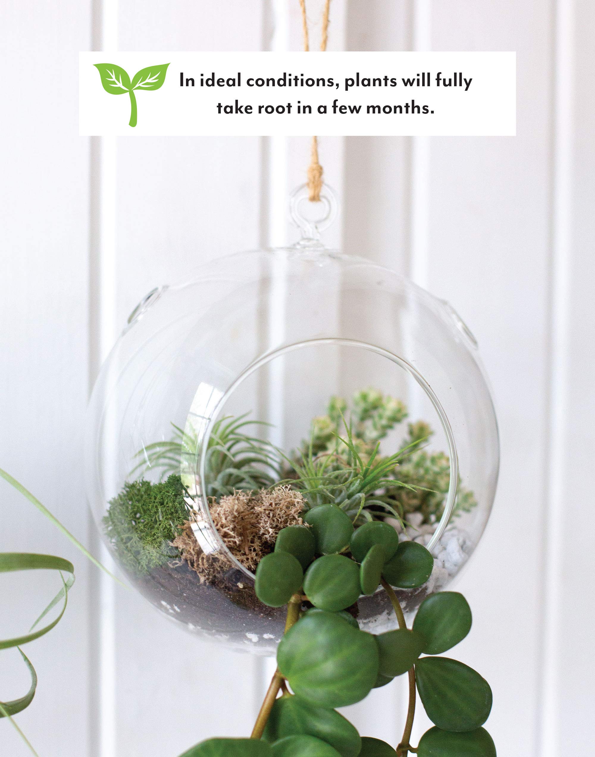 Syndicate Home & Garden Floating Orb Terrarium Kit - Glass Container, Stones, Soil & Moss for Indoor Plants | Perfect for Home Decor, Office Desk & Zen Garden Displays