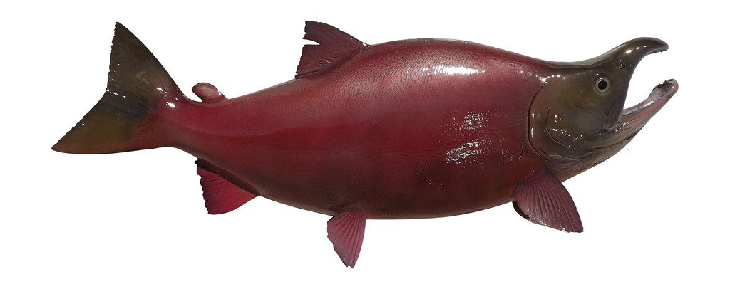 Realistic Salmon Fish Wall Mount Replica - Handcrafted Fishing & Coastal Home Decor for Cabin, Lodge, or Beach House