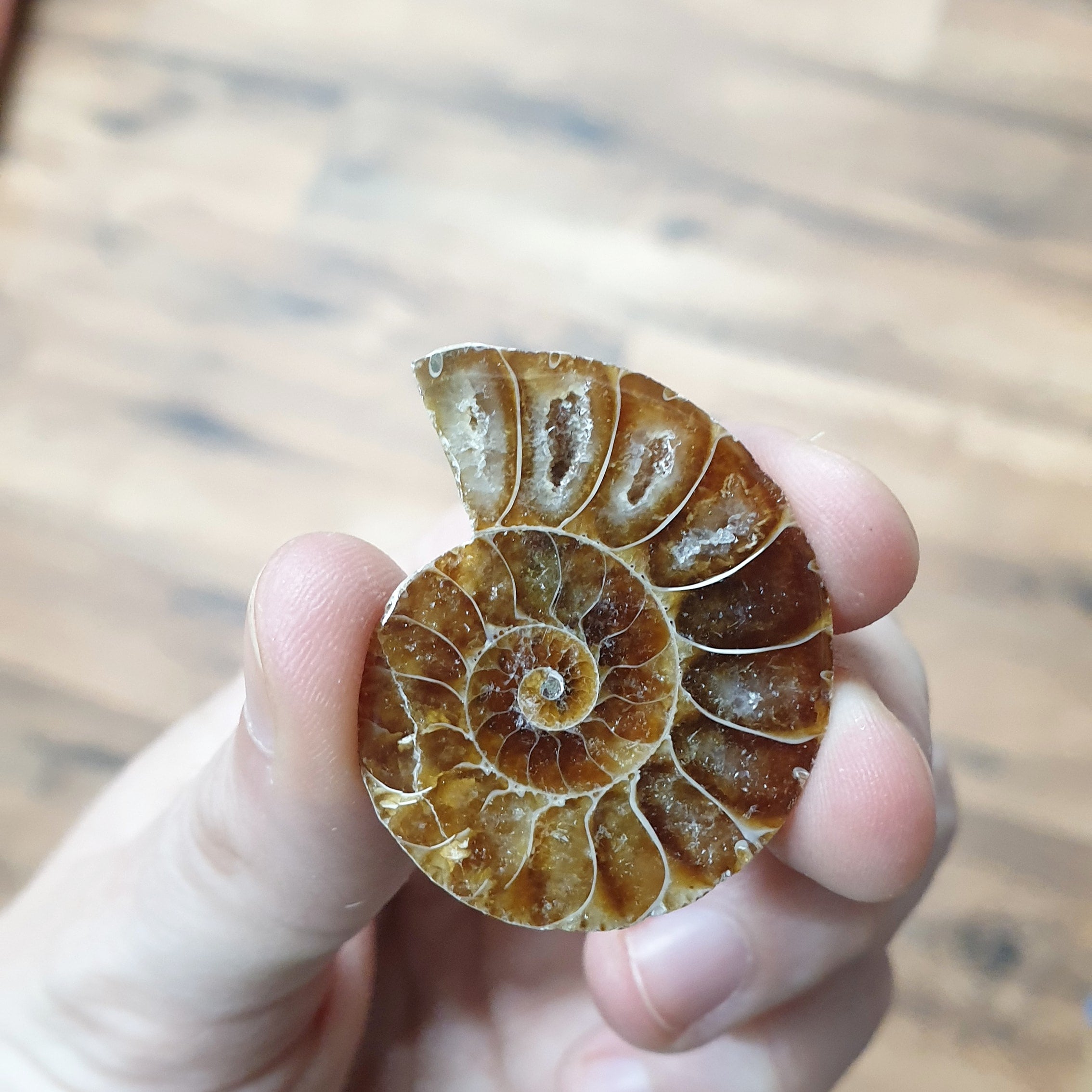 Premium Cut and Polished Ammonite Slices - Natural Fossil Specimens for Home Decor, Jewelry Making & Fossil Collection | Perfect for Display, Gifts & Educational Use