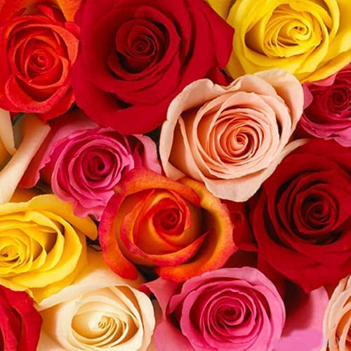 Premium 100 Assorted Long Stem Roses (50cm/20in) - Fresh Wedding Flowers for Birthdays, Anniversaries, Mother's Day - Perfect Romantic Gift & Home Decor