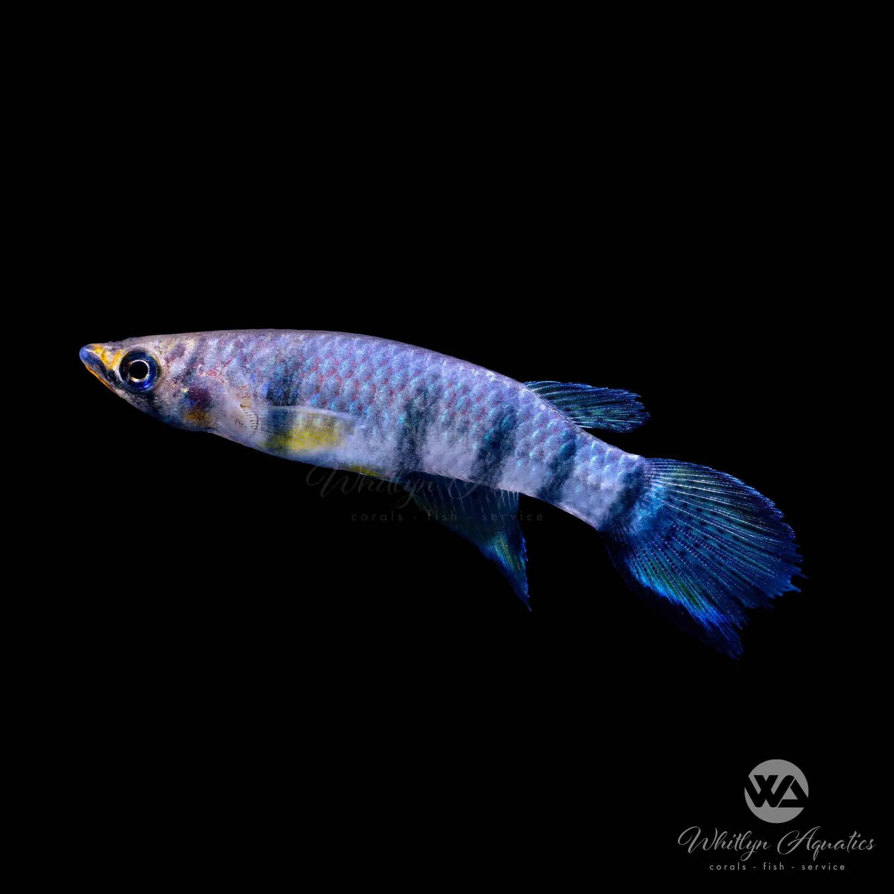 Redchin Panchax Killifish (Epiplatys dageti) - Live Freshwater Aquarium Fish for Tropical Tanks, Nano Aquariums & Breeding Projects