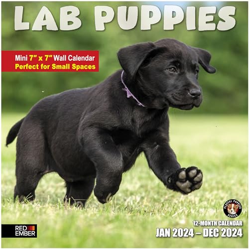 10A - Lab Puppies