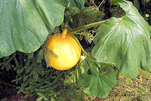 Healthy Yellow Pumpkin Vegetable Garden Laminated Poster - 20x30 Inch Vibrant Home Decor for Kitchen, Dining Room & Farmhouse Style - Perfect for Framing & Wall Art