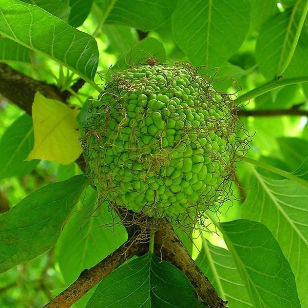 Bare Root Osage Orange Tree (Maclura pomifera) - Fast-Growing Hedge, Windbreak & Natural Fence Plant for Privacy & Landscaping