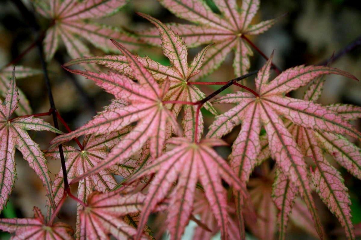 Olsen's Frosted Strawberry Japanese Maple Tree - 2 Year Old Live Plant for Landscaping, Garden Decor, and Outdoor Ornamental Use