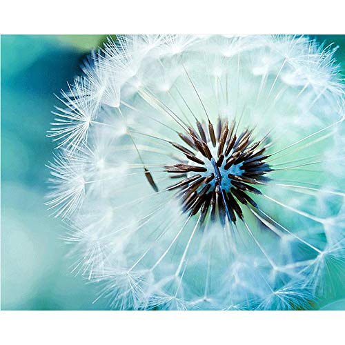 Wood Framed Paint by Numbers Kit with Brushes & Acrylic Paints - White Dandelion Flower Art for Adults, DIY Home Decor & Relaxation