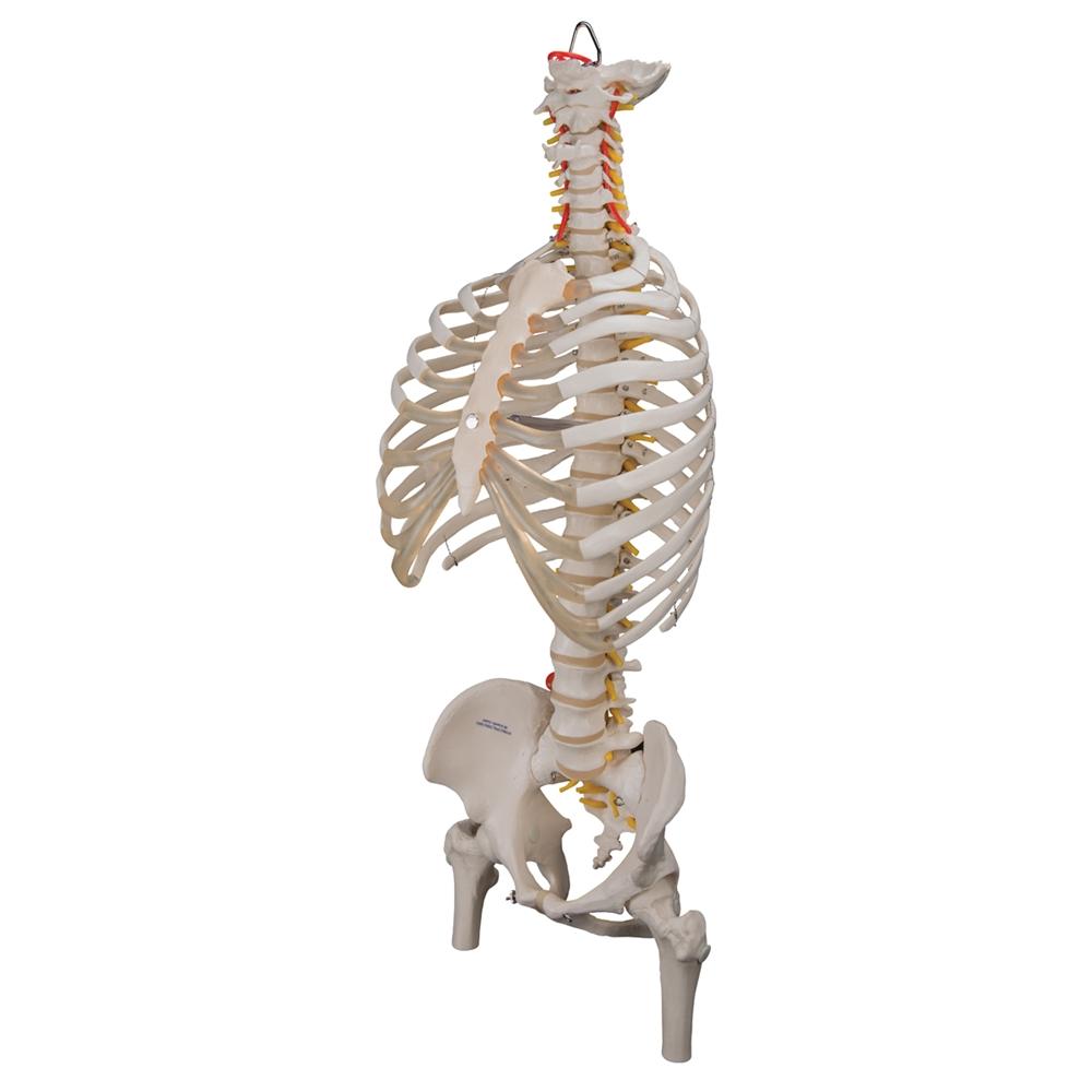 Flexible Spine Model with Ribs and Femur Heads - Anatomical Teaching Tool for Medical Students & Chiropractors - Perfect for Classroom, Clinic & Study