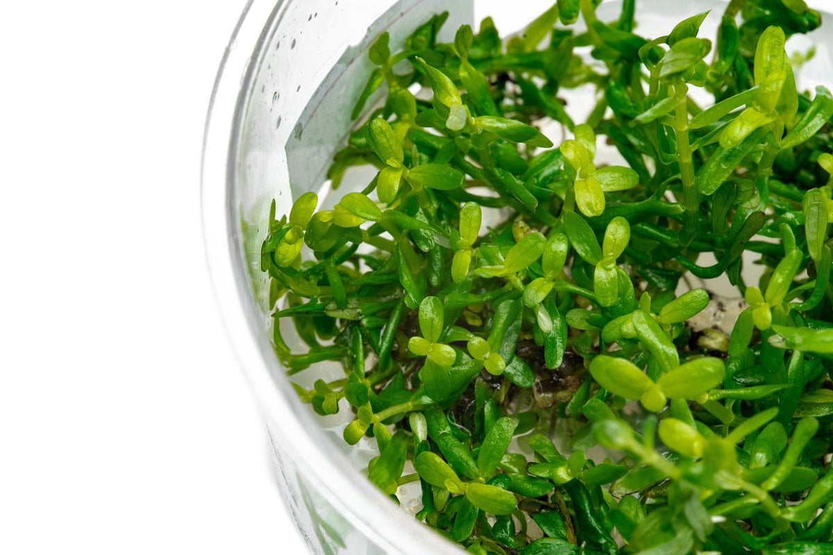 Rotala Rotundifolia Green Tissue Culture - Live Aquarium Plants for Fish Tanks | Perfect for Freshwater Aquascaping, Planted Tanks & Aquatic Gardens