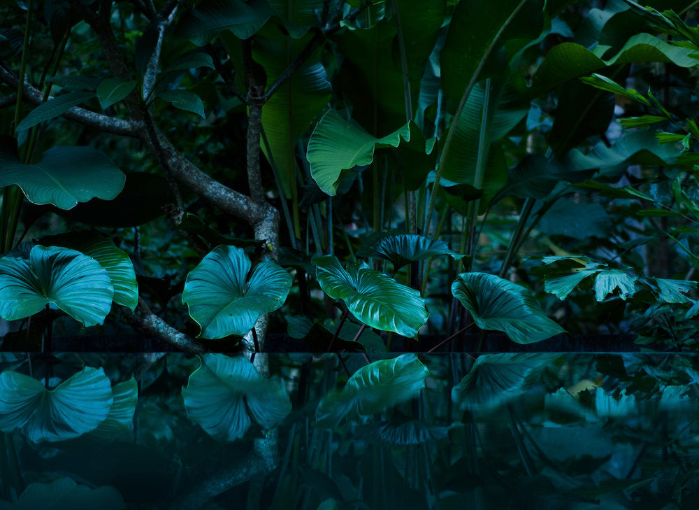 Design Walls - Tropical Pond Wall Art for Home & Office Decor | Perfect for Living Room, Bedroom & Office Spaces