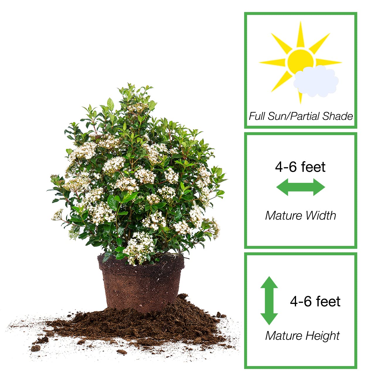 PERFECT PLANTS Spring Bouquet Viburnum Shrub - 7 Gallon Live Evergreen Outdoor Plant with Fragrant White Spring Flowers | Low Maintenance Garden Shrub for Landscaping, Hedges & Privacy Screens