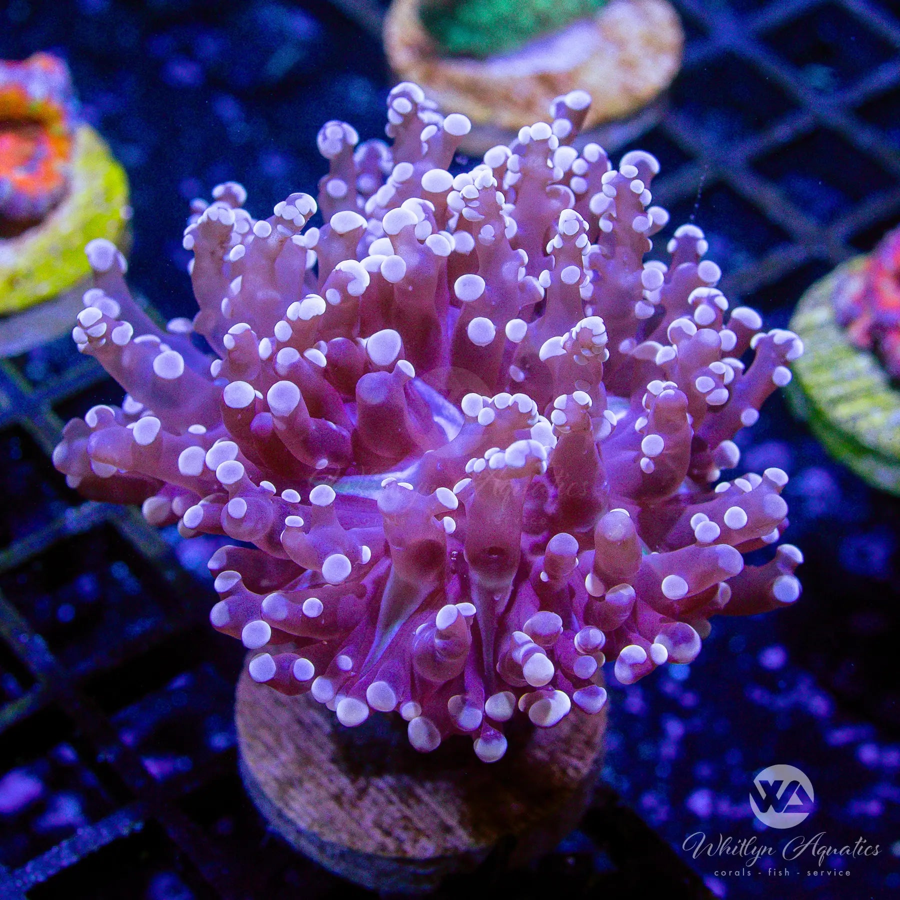 Premium Purple Octospawn Coral for Saltwater Aquariums - WYSIWYG Live Coral for Reef Tanks & Marine Aquascaping