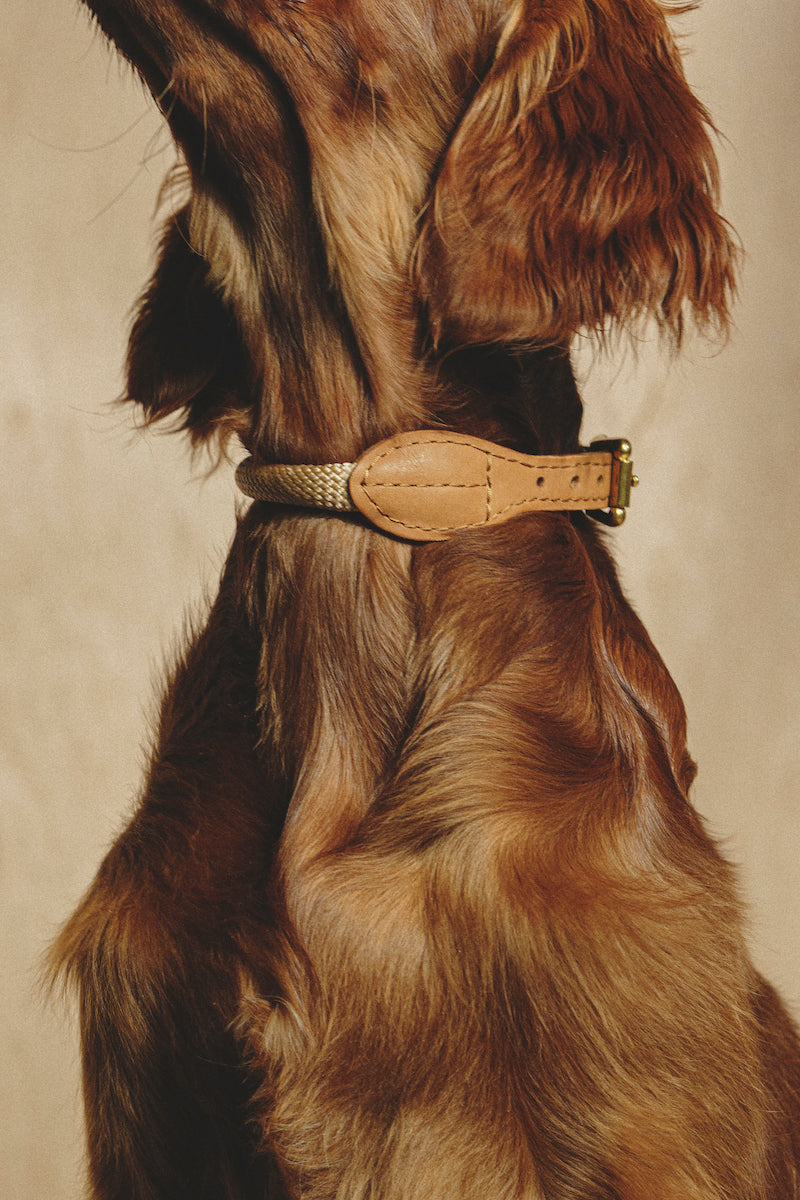 Premium Dog Collar for Small Dogs - Adjustable Lightweight Rope Design with Pony & Makarony Patterns - Perfect for Daily Walks, Training & Outdoor Adventures