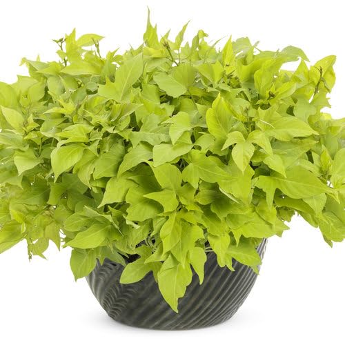 Sweet Potato Vine 'Margarita' - 3 Live Starter Plants for Garden, Hanging Baskets & Container Gardening | Fast-Growing Ground Cover & Ornamental Foliage