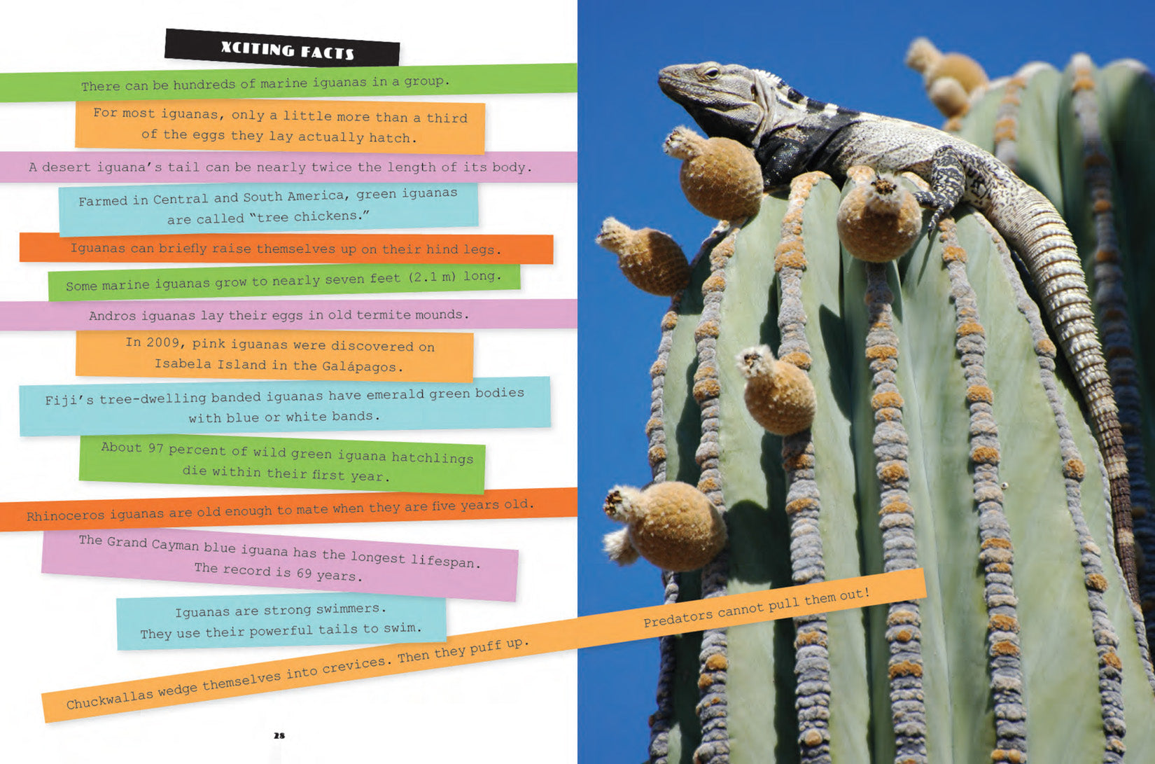 Iguanas Care Book - 9781640260825 | Complete Guide for Pet Owners - Perfect for Reptile Enthusiasts & Beginners