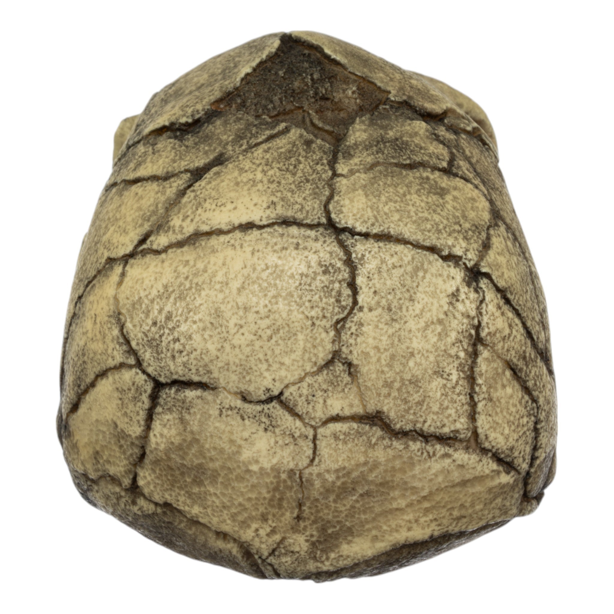 Replica Homo Floresiensis Skull (Flores Skull LB1) - Authentic Detailed Fossil Reproduction for Anthropology Studies, Science Education & Museum Displays