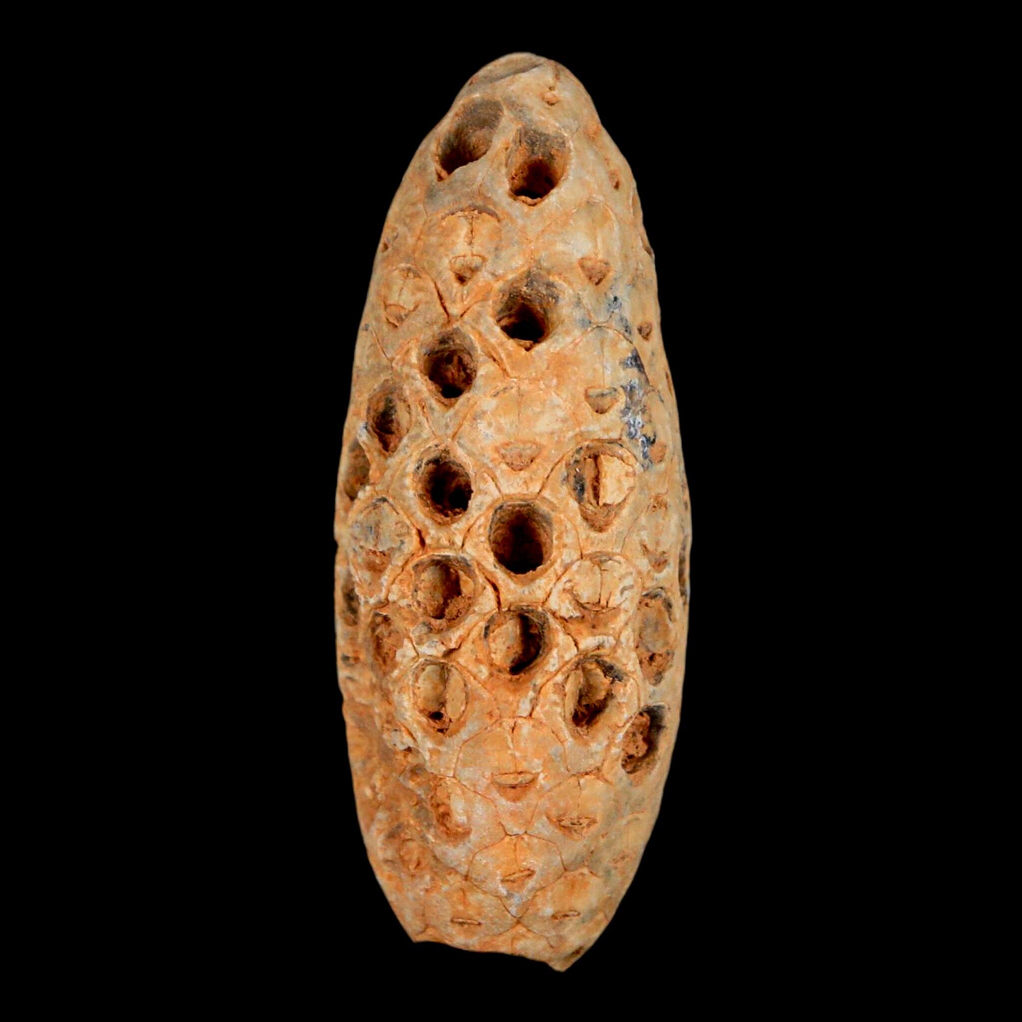 XL 2.1 Fossil Pine Cone Equicalastrobus Replaced By Agate - Eocene Age Seeds Fruit Specimen for Collectors & Decor | Perfect for Geology Displays, Home Decor & Educational Use
