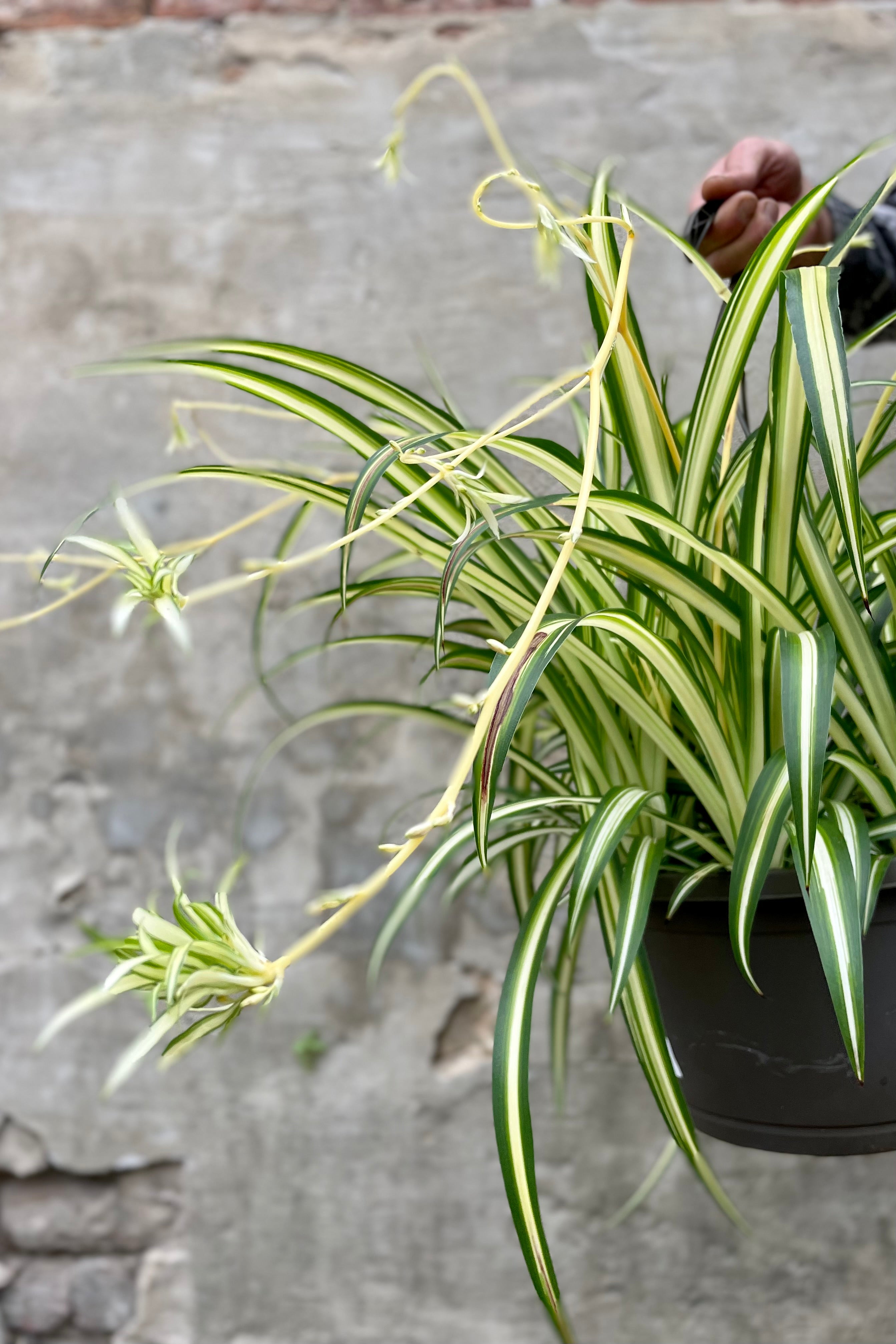 Variegated Spider Plant (Chlorophytum comosum 'Variegatum') - 10 Pack for Home & Office Air Purifying Indoor Plants | Perfect for Hanging Baskets, Shelves, and Desk Decor