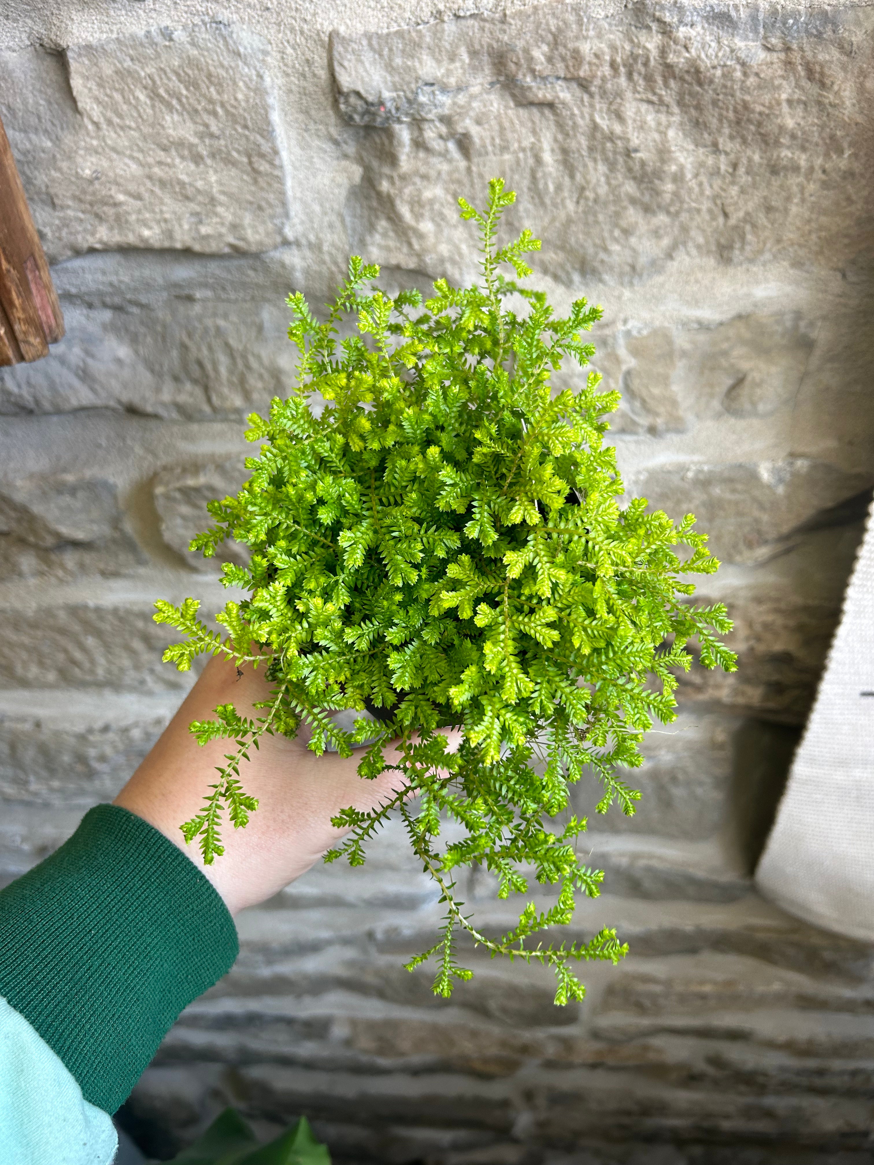 Club Moss Fern Plant - Indoor Air Purifying Houseplant for Home, Office & Garden Decor | Perfect for Terrariums, Fairy Gardens & Natural Displays