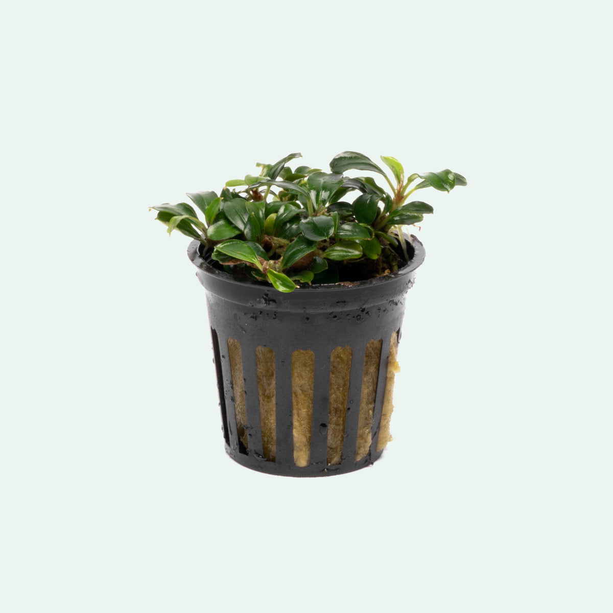 Bucephalandra Mini Coin Aquatic Plant for Freshwater Aquariums - Perfect for Nano Tanks, Aquascaping & Shrimp Habitats