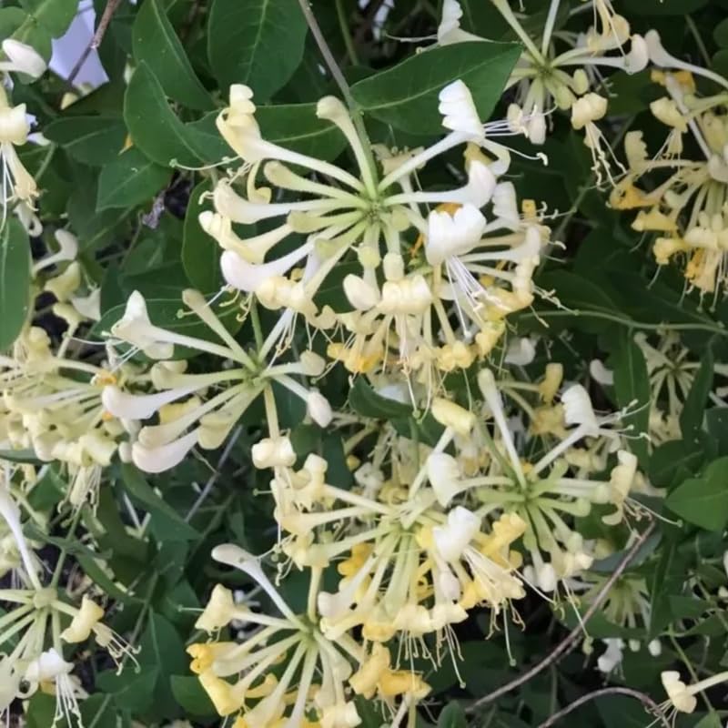 Scentsation Honeysuckle