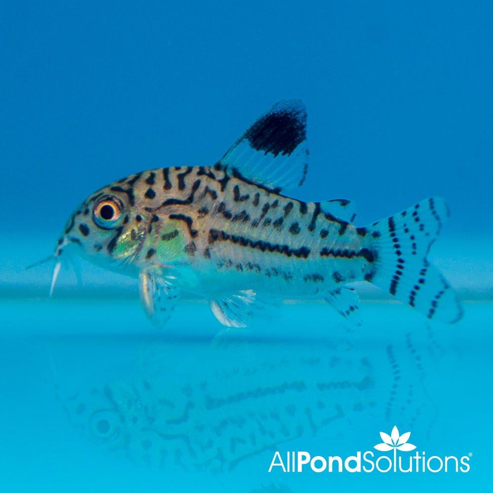 Julii Corydoras (Corydoras julii) - Tropical Freshwater Aquarium Fish for Community Tanks & Planted Aquariums