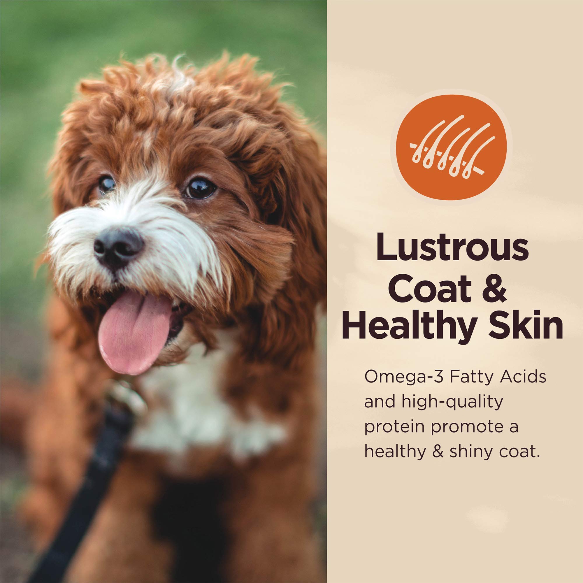 **Wellness CORE Digestive Health Dry Dog Food with Wholesome Grains, Whitefish & Brown Rice – 22lb Bag | Skin & Coat Health Dog Food Topper | Perfect for Sensitive Stomachs & Healthy Digestion**    *(Use Case: Ideal for adult dogs with digestive sensitivities, promoting gut health and a shiny coat. Great for daily meals or as a nutritious topper!)*