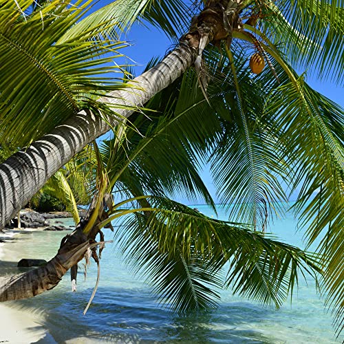 Beach - Palms in Sand