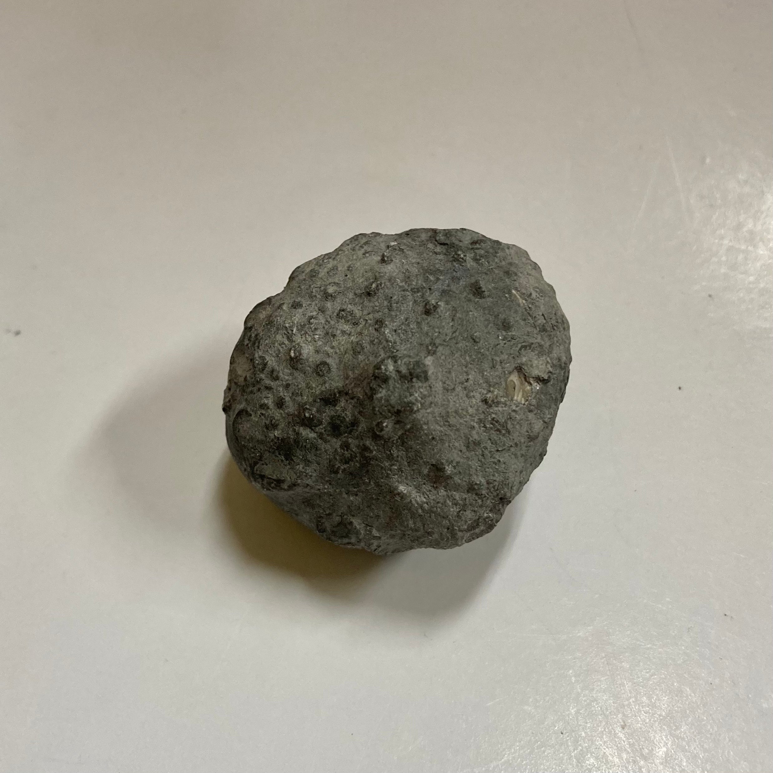 Fossil Crinoid Calyx - Pithocrinus Cooperi Specimen for Collectors | Perfect for Paleontology Displays & Educational Use