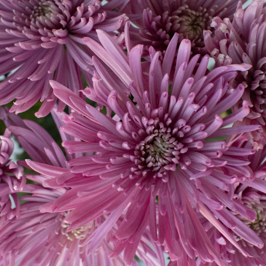 Anastasia Pink Millennial Spider Mum Flowers - Fresh Cut Flowers for Weddings, Home Decor & Floral Arrangements