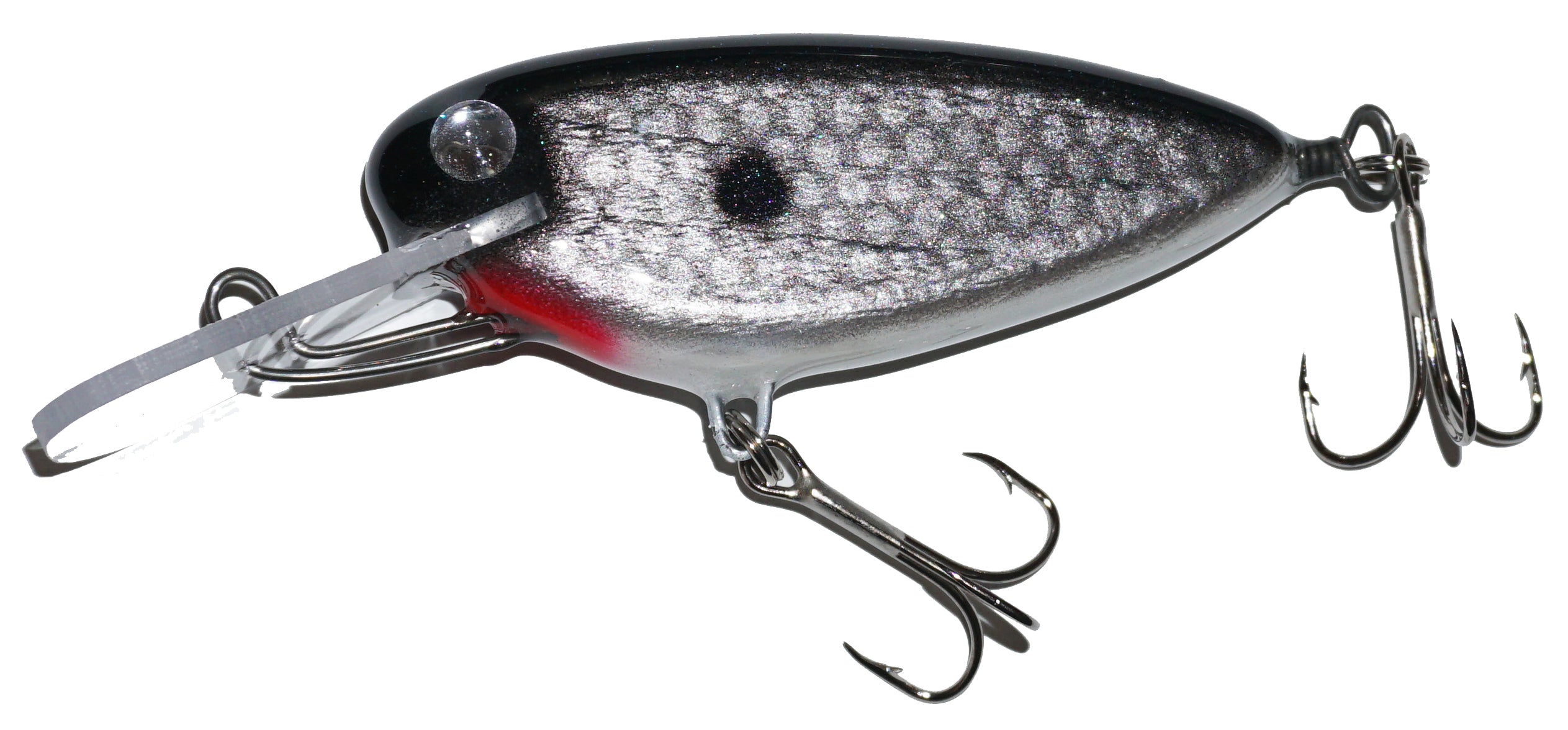 gizzard shad