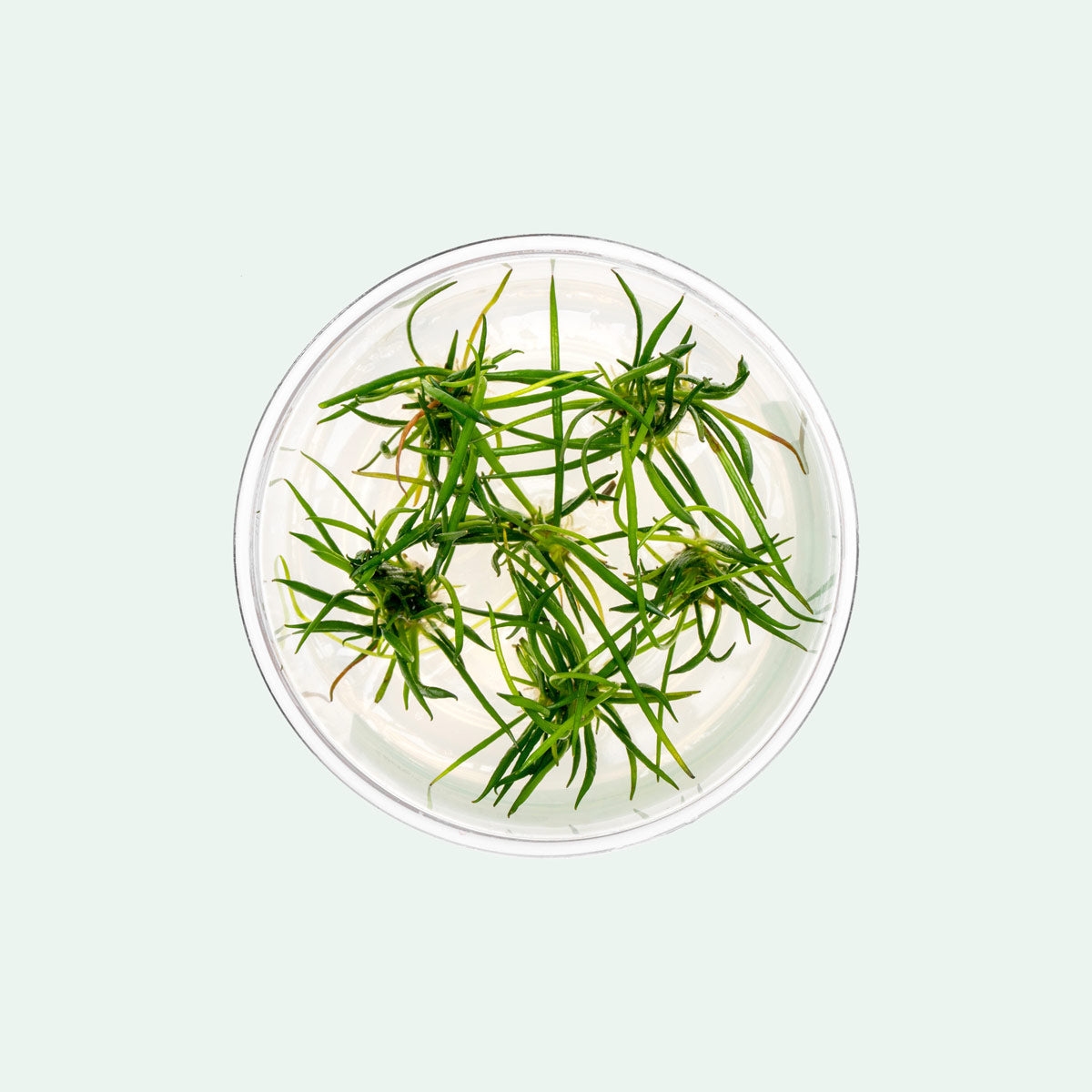 Littorella Uniflora Aquatic Plant for Freshwater Aquariums - Perfect for Aquascaping, Fish Tanks & Water Gardens