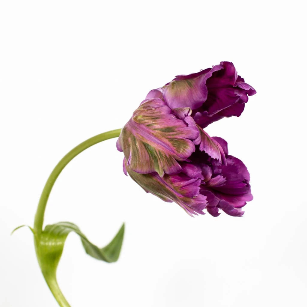 Amethyst Garden Parrot Tulip Bulbs - Vibrant Purple Spring Flowers for Landscaping & Garden Decor