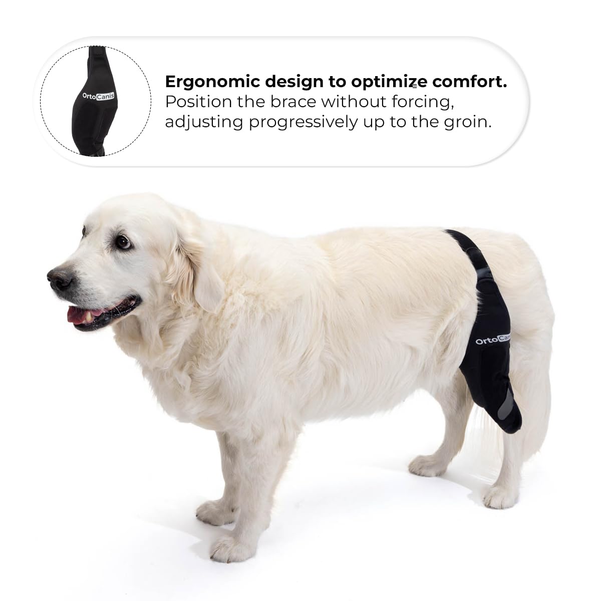 Ortocanis Dog Knee Brace for Torn ACL Hind Leg - Dog ACL Knee Brace for Ligament Rupture & Patella Luxation - Adjustable Dog Back Leg Support Brace for Large Dogs - XXL Size Right Leg - Perfect for Post-Surgery Recovery & Active Dogs