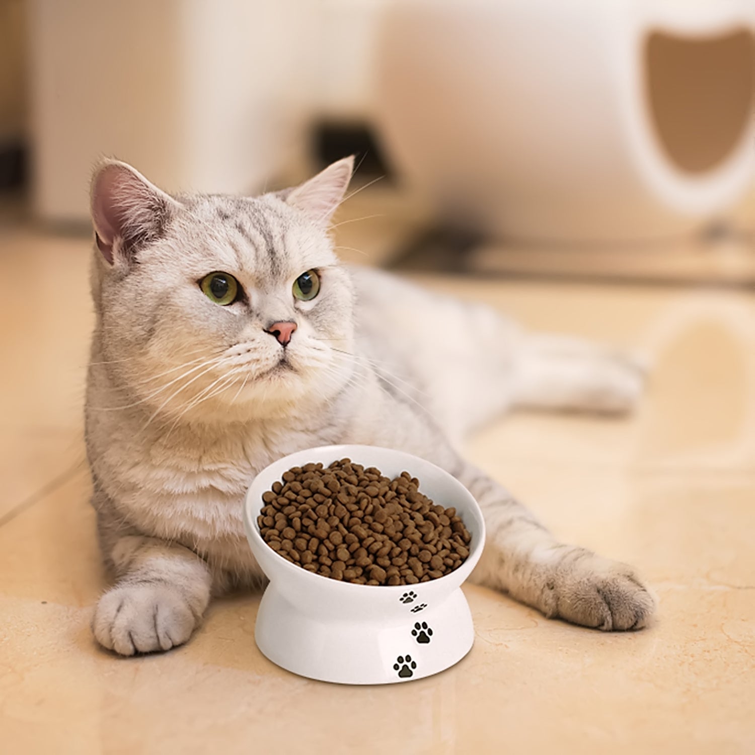 Premium Cat Food Bowls Set of 5 - Stainless Steel Elevated Pet Dishes with Non-Slip Base for Healthy Eating - Perfect for Kittens & Adult Cats at Home or Travel