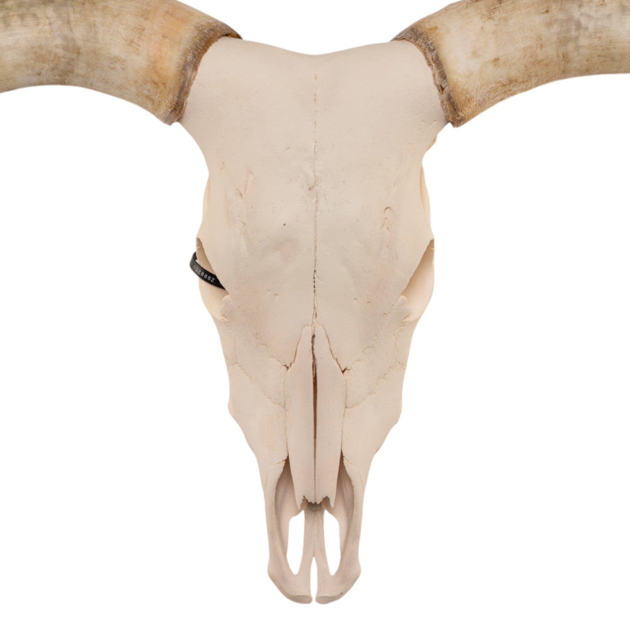 Authentic Texas Longhorn Skull - Western Decor, Cowboy Home Decor, Ranch Style Wall Art for Living Room, Bar, or Man Cave
