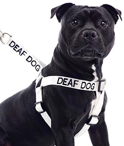 White Color-Coded Deaf Dog Harness L-XL - Non-Pull Safety Vest for Hearing Impaired Dogs | Prevent Accidents & Alert Others | Perfect for Walks, Parks & Public Spaces