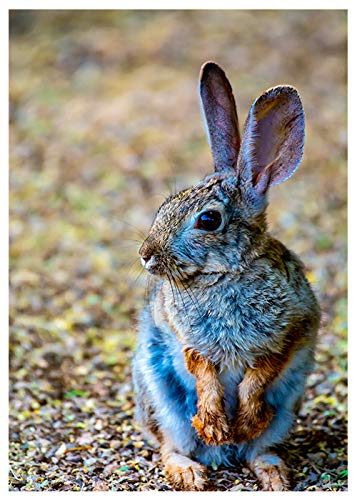 Desert Bunny Birthday Card - Funny Animal Greeting Card with 'Happy Birthday!' Message Inside - Perfect for Friends, Family & Coworkers
